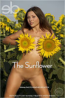 Ukrainian brunette Lee Tattar poses naked outdoors with sunflowers